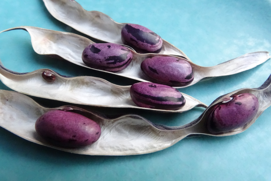 Hopi Purple String Bean